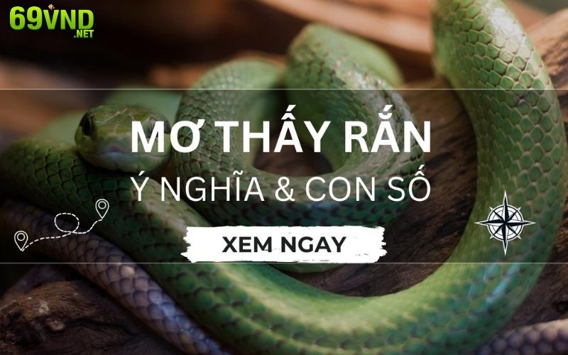 Giải mã giấc chiêm bao thấy rắn có ý nghĩa như thế nào?