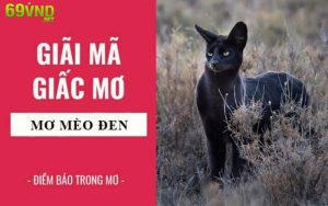 Giải mã giấc mơ thấy mèo đen